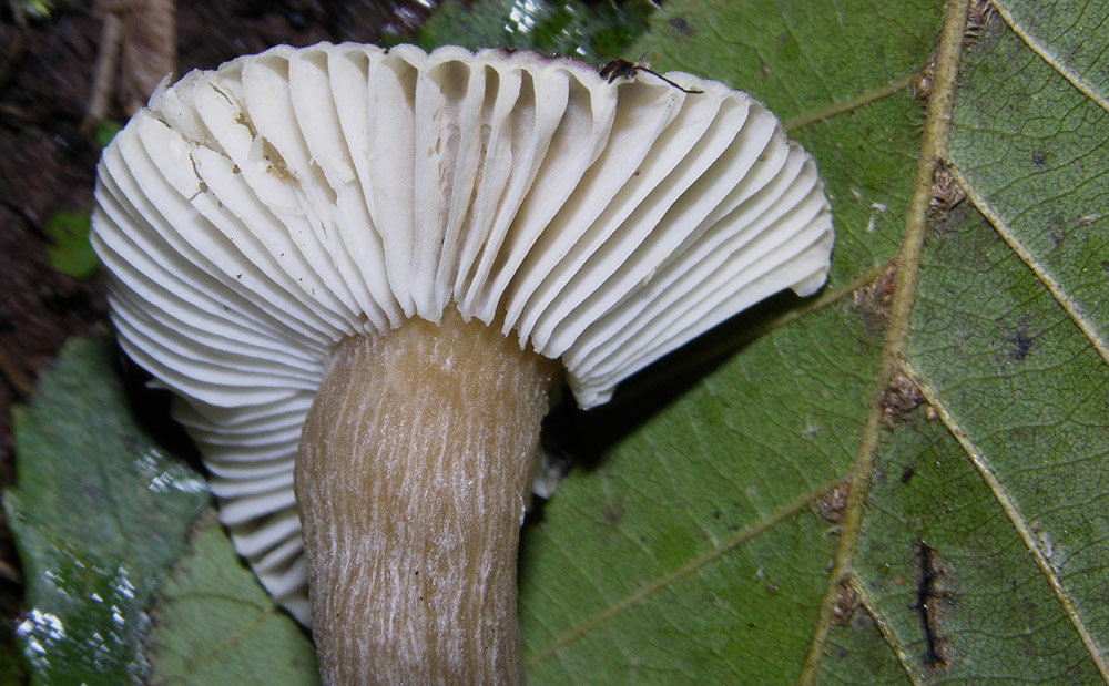 Russula leprosa (Bres.) Crawshay